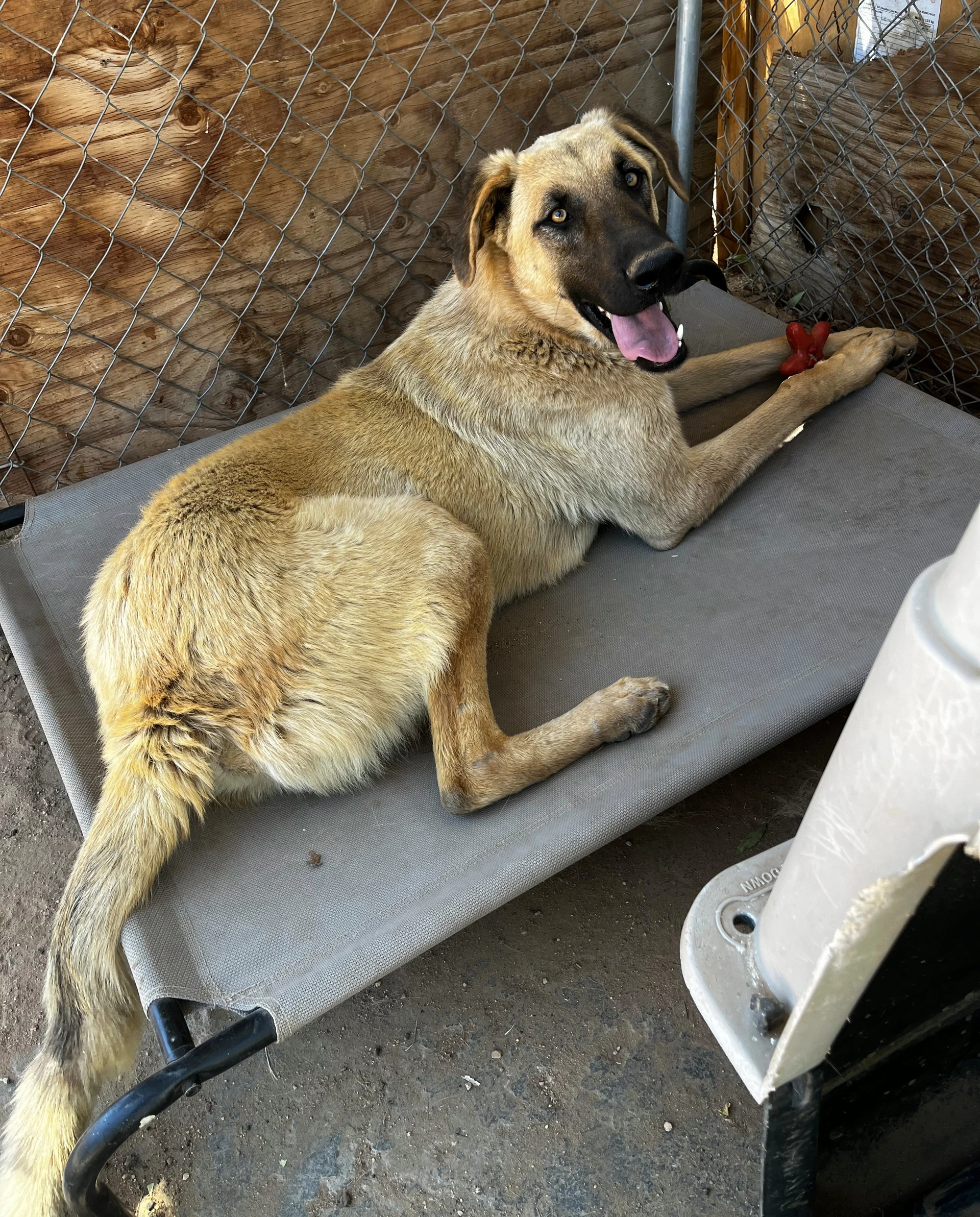 Corky-  Wonderful Pal