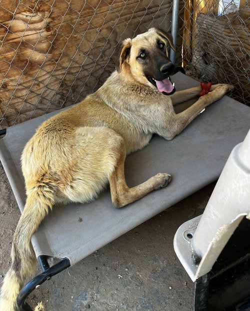 CORKY- ** WONDERFUL PAL! - Belgian Shepherd Malinois available for adoption