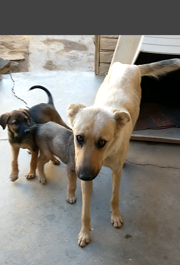 Golden Mama -