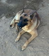 Angelito- IN FOSTER HOME - Photo 5