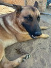 Angelito- IN FOSTER HOME - Photo 6