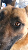 Angelito- IN FOSTER HOME - Photo 8