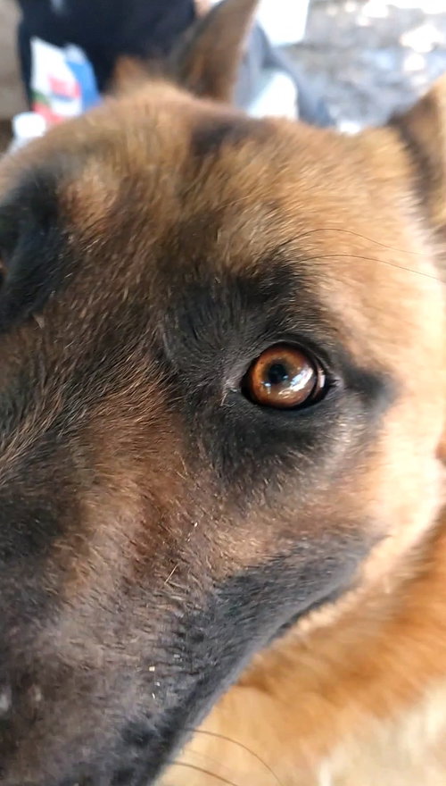 Angelito- IN FOSTER HOME — thumbnail 8