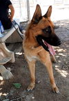 Angelito- IN FOSTER HOME - Photo 9