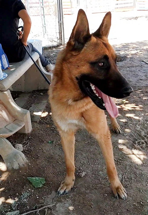Angelito- IN FOSTER HOME — thumbnail 9