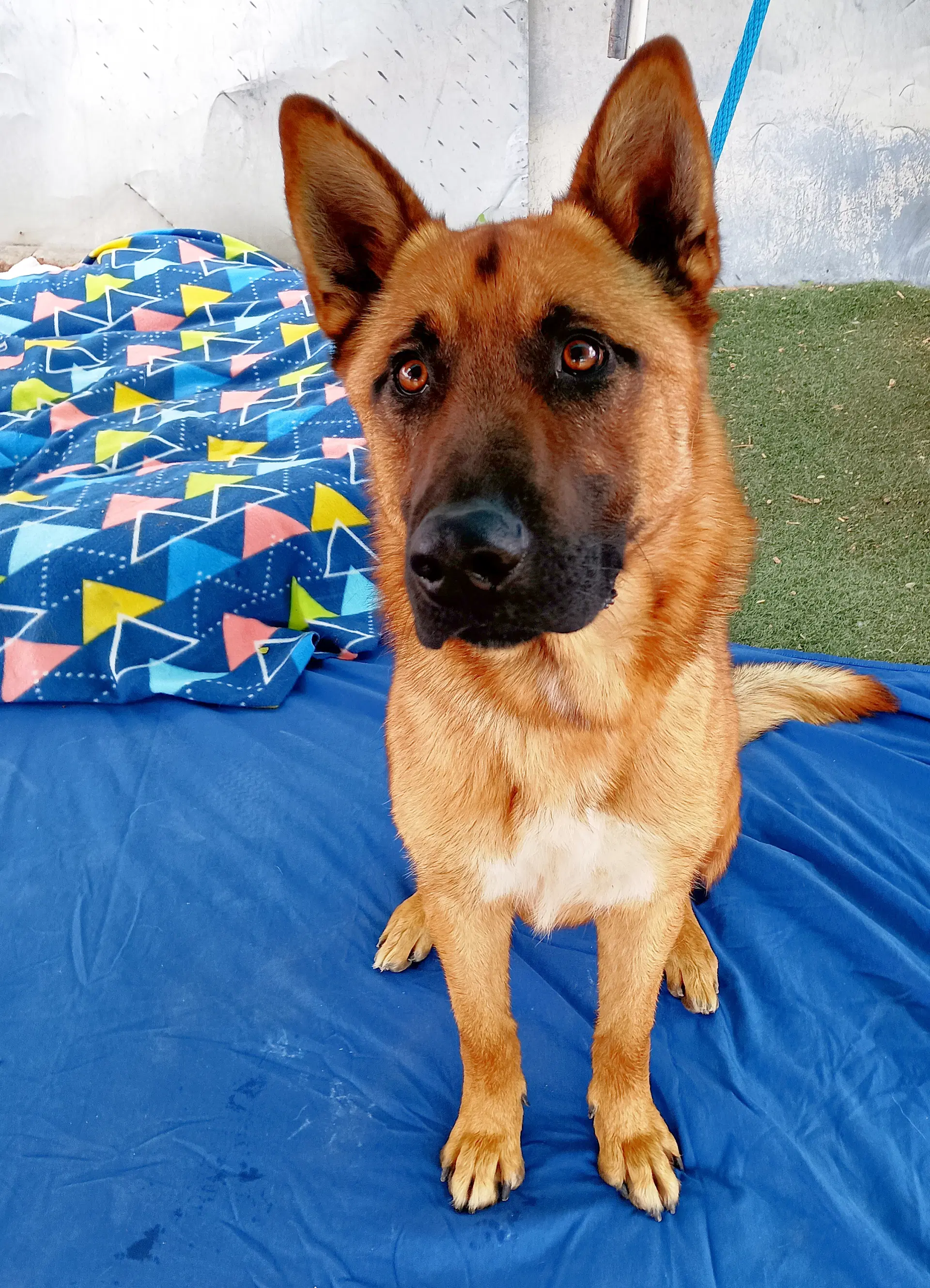 Angelito- In Foster Home image 3