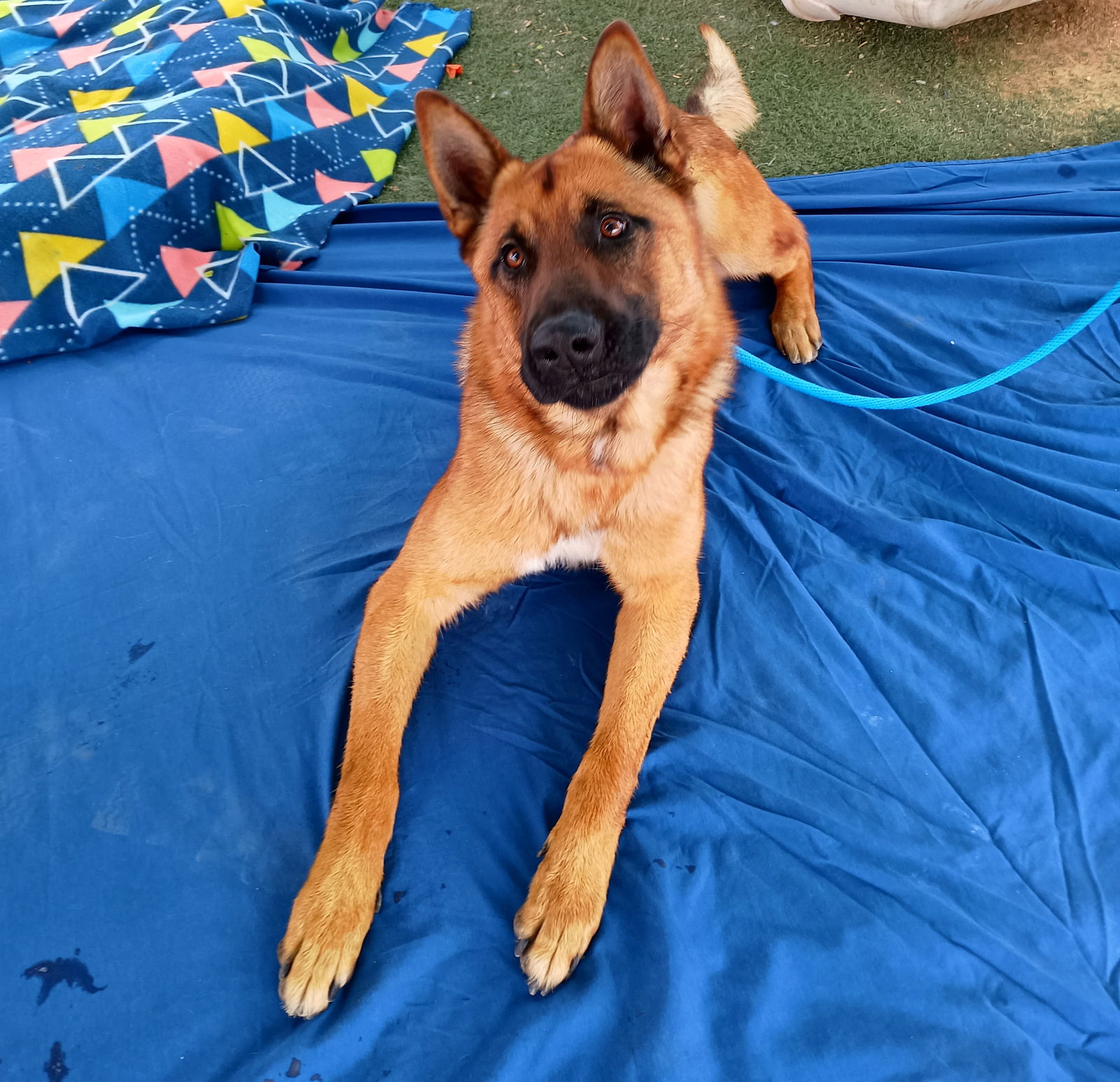 adoptable Dog in Apple Valley, CA named Angelito- **