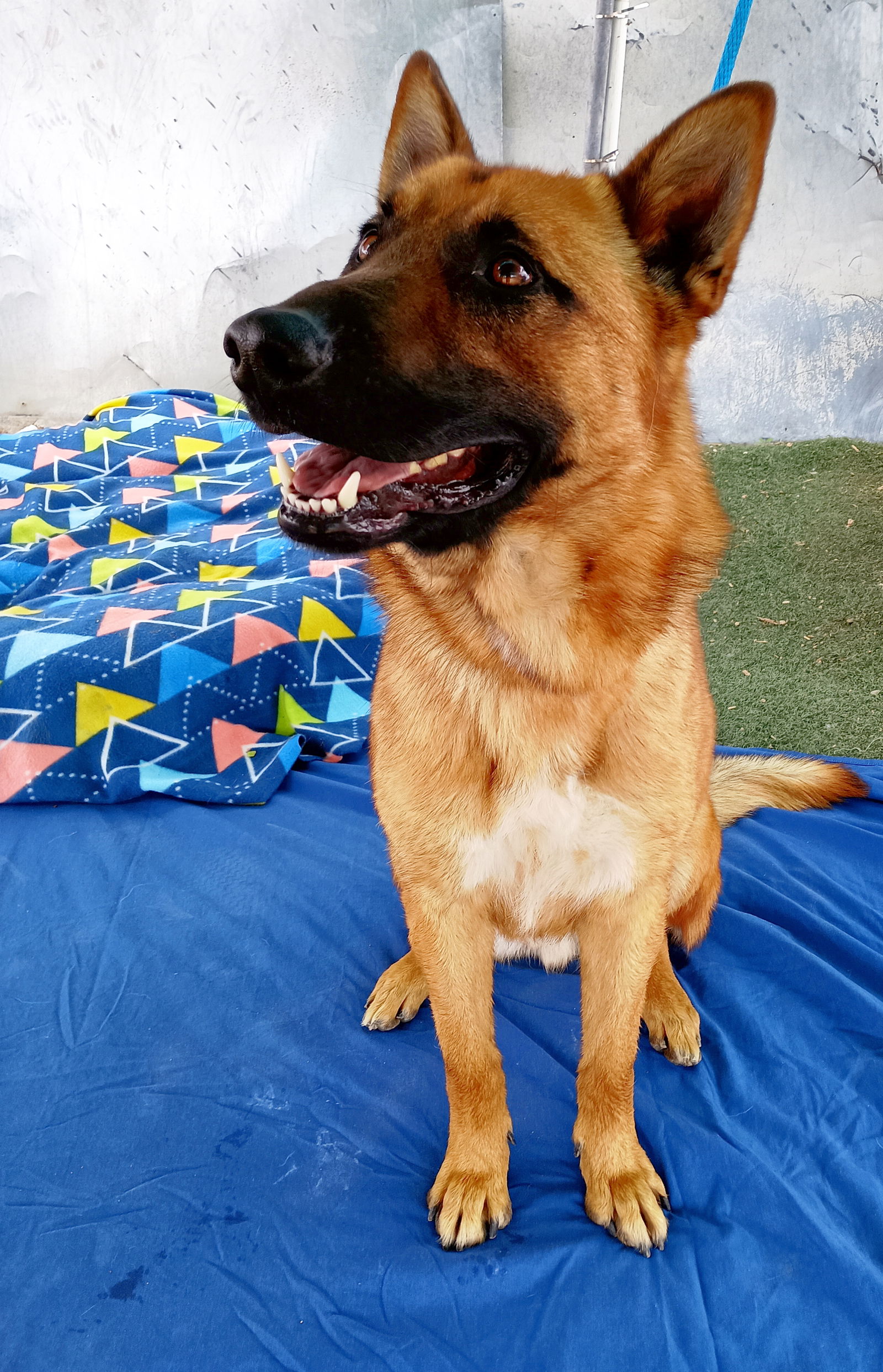 adoptable Dog in Apple Valley, CA named Angelito