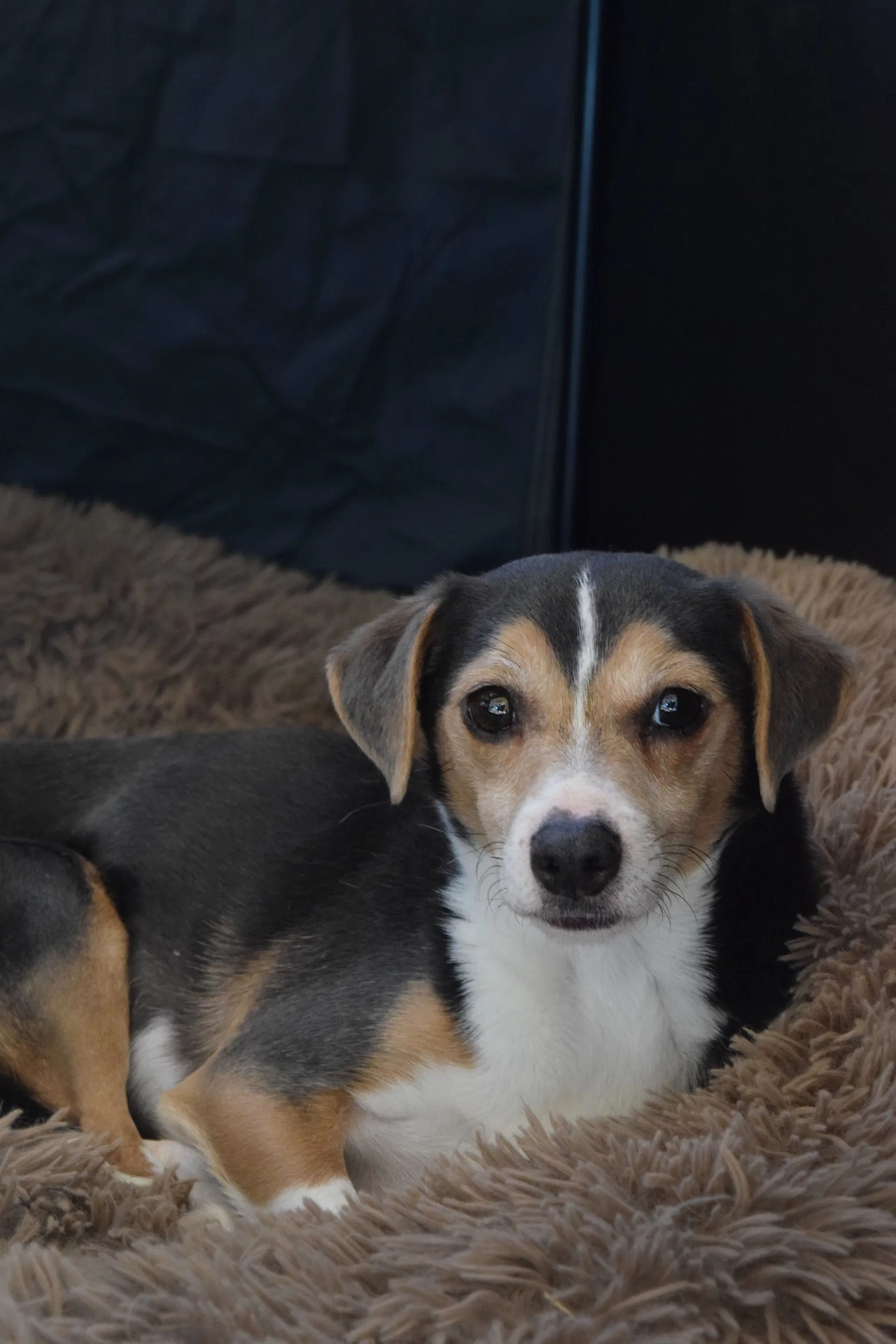 Cruiser-Tiny Cutie - Beagle
