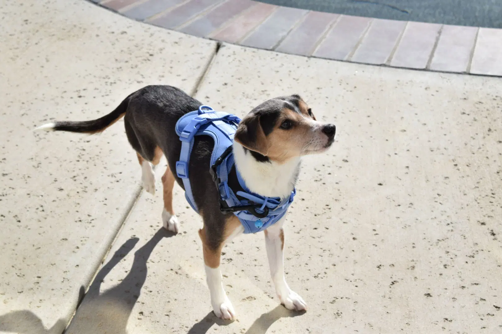 Cruiser-Tiny Cutie image 3