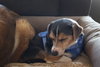 Cruiser-Tiny cutie! - Photo 5
