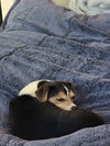 Cruiser-Tiny cutie! - Photo 6