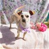 adoptable Dog in apple valley, CA named Casper-ADOPTED 4/17/24