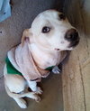 Jingles-his BFF is Baby Girl - Photo 17