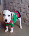 Jingles-his BFF is Baby Girl - Photo 19