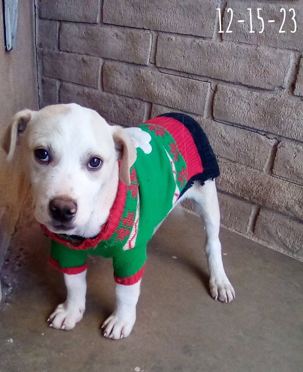 Jingles-his BFF is Baby Girl