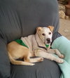 Jingles-his BFF is Baby Girl - Photo 14