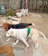 Jingles-his BFF is Baby Girl - Photo 13