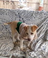 Jingles-his BFF is Baby Girl - Photo 15