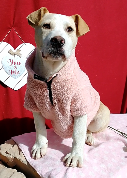 Jingles-his BFF is Baby Girl — thumbnail 10