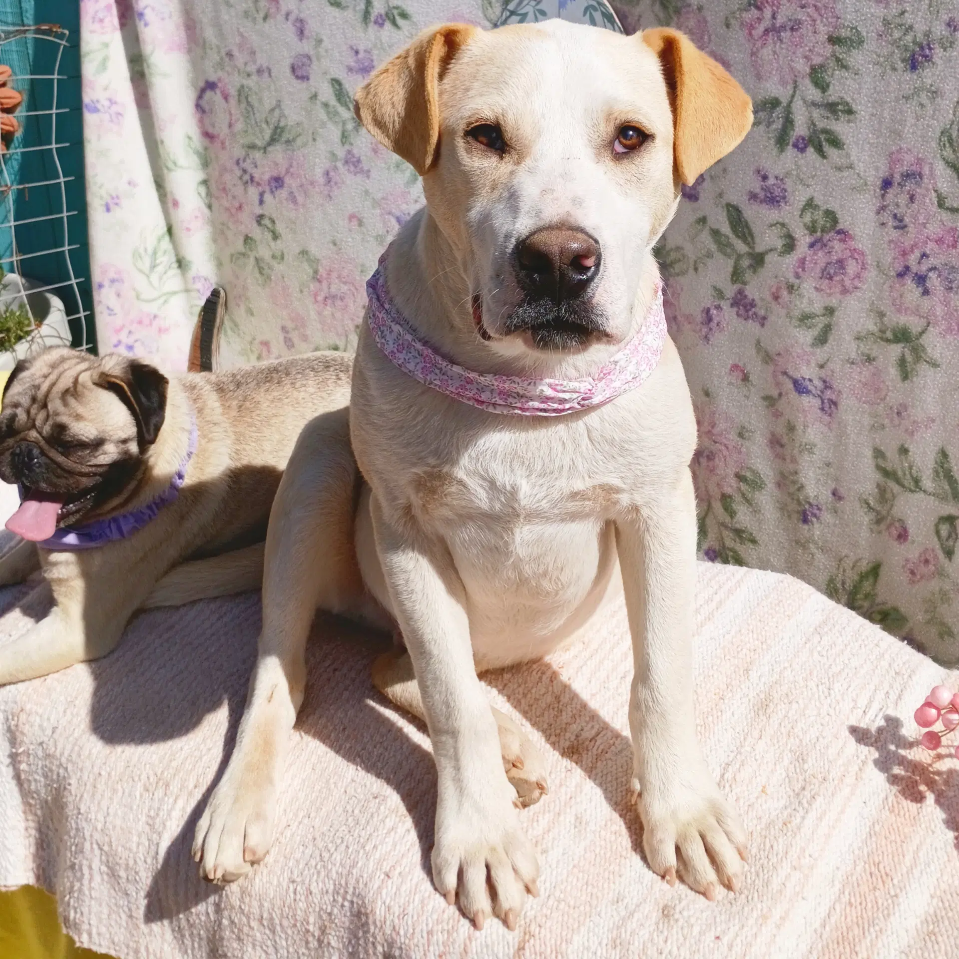 Jingles-His Bff Is Baby Girl image 3