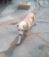 Jingles-his BFF is Baby Girl - Photo 9