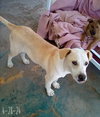 Jingles-his BFF is Baby Girl - Photo 5