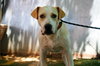 Jingles-his BFF is Baby Girl - Photo 2