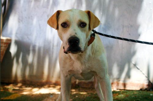 JINGLES-HIS BFF IS BABY GIRL - Labrador Retriever available for adoption