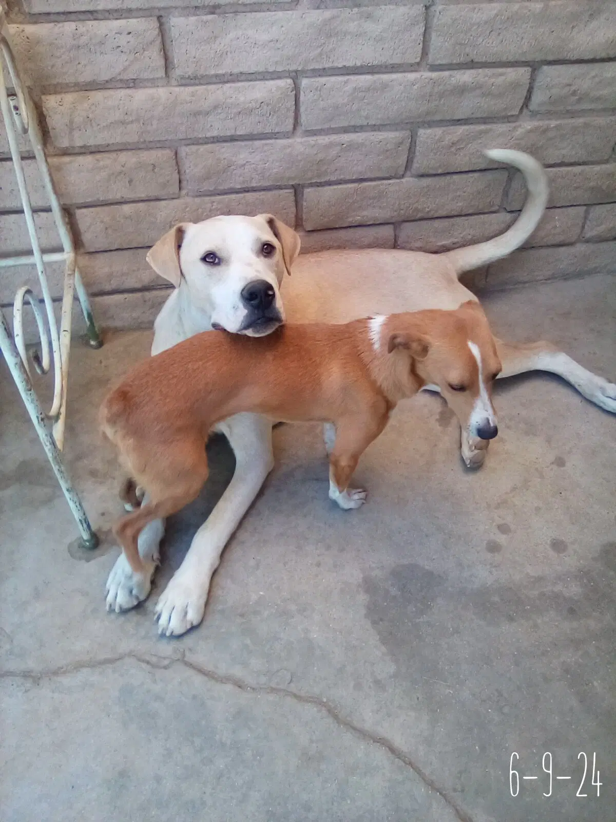 Jingles-His Bff Is Baby Girl - Labrador Retriever