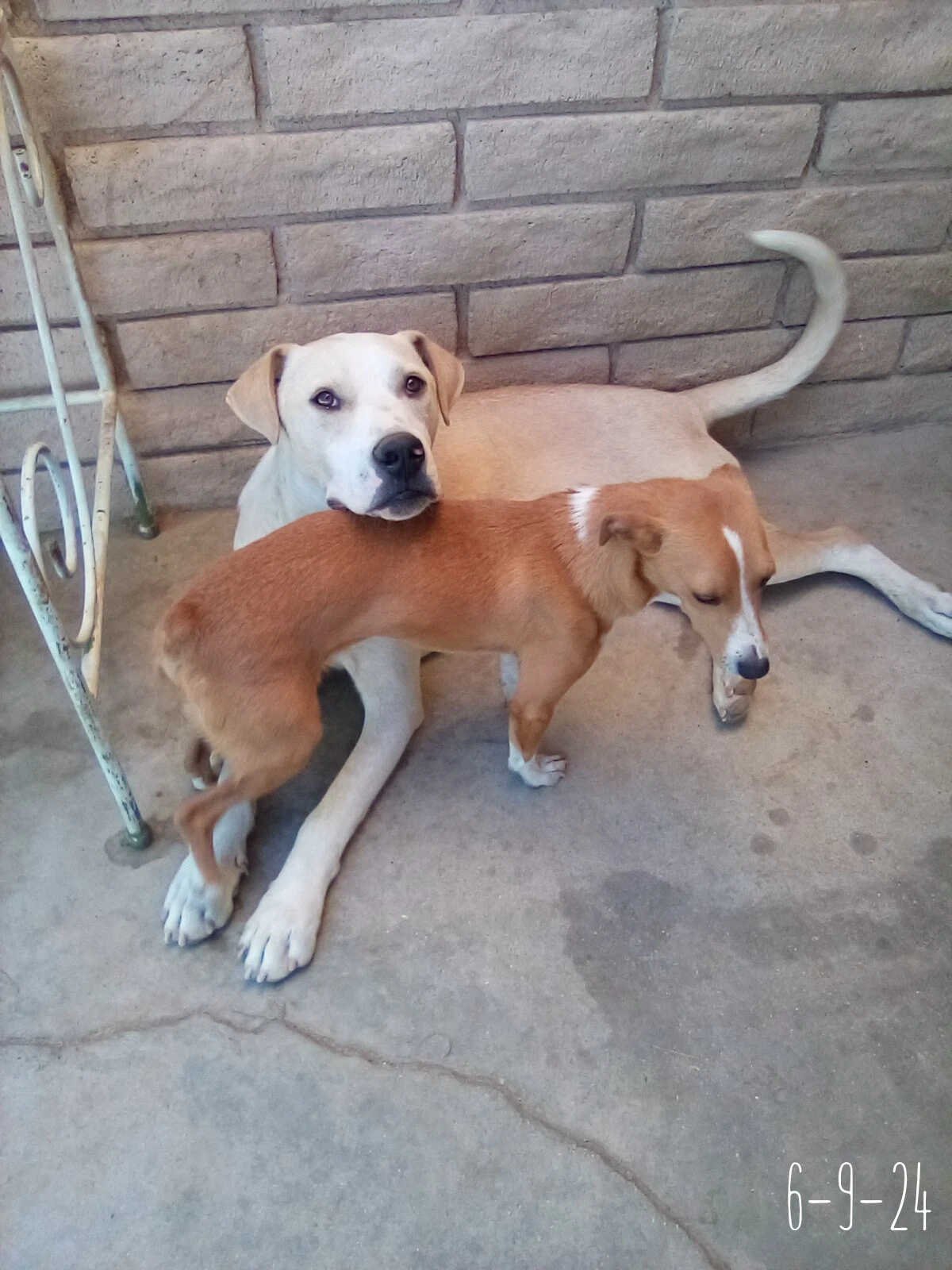 Jingles-His Bff Is Baby Girl