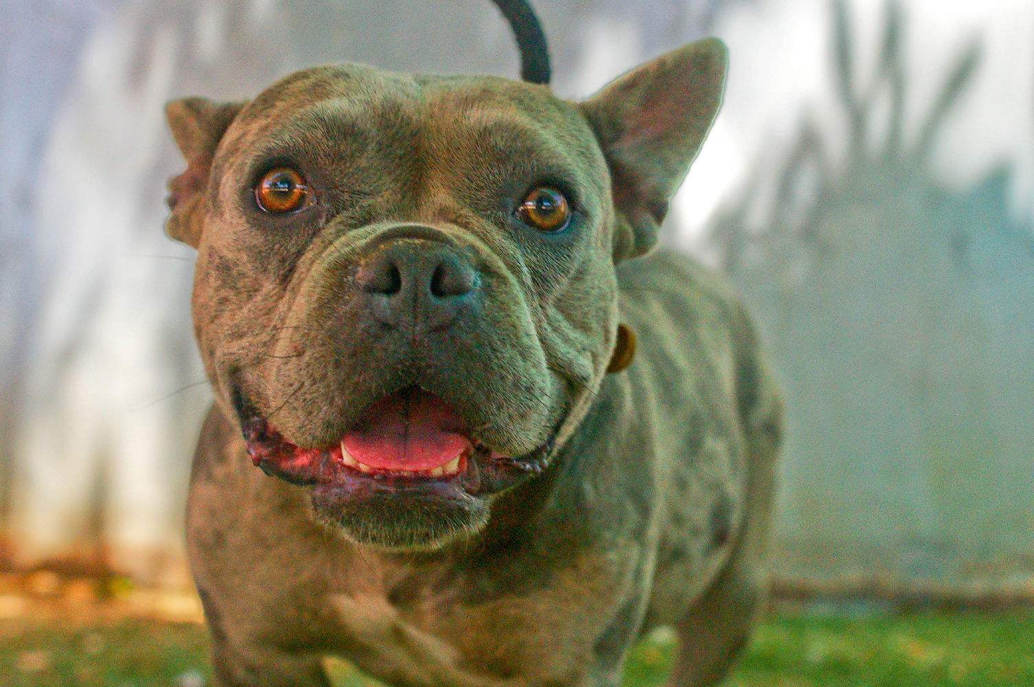 adoptable Dog in Apple Valley, CA named Merle