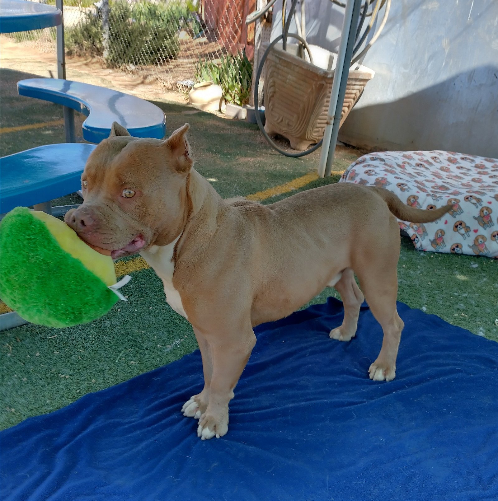 adoptable Dog in Apple Valley, CA named Samson