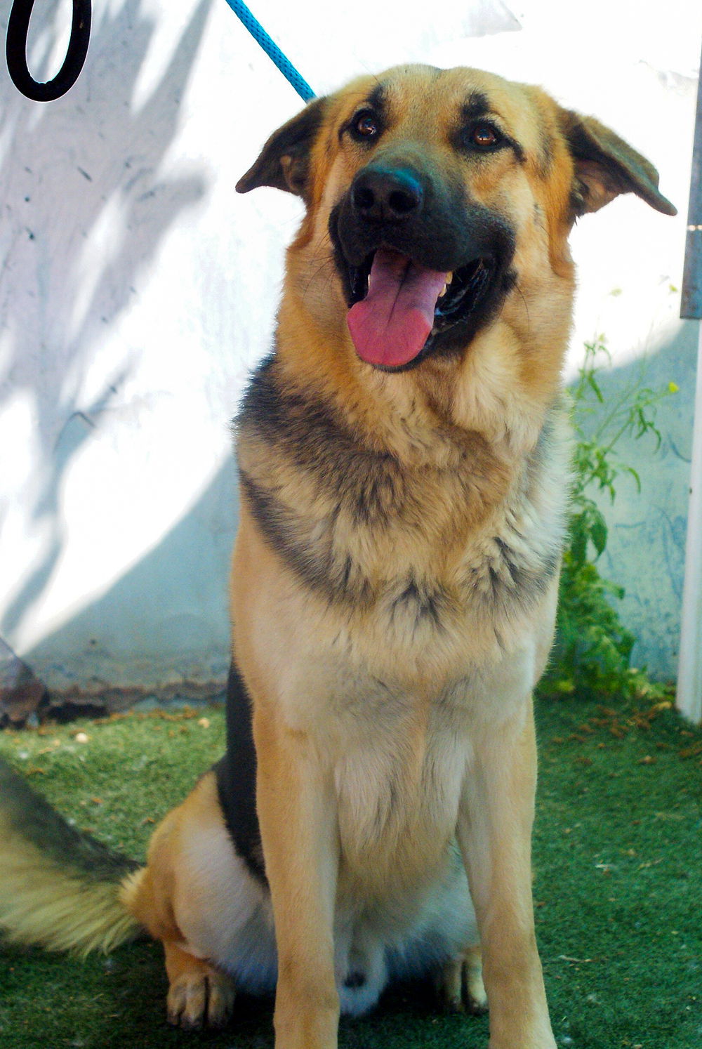 adoptable Dog in Apple Valley, CA named Moon-therapy dog-ADOPTED 9/15/24