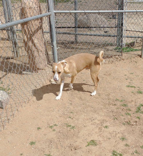 Photo 6 of Milo-ADOPTED 9/10/26