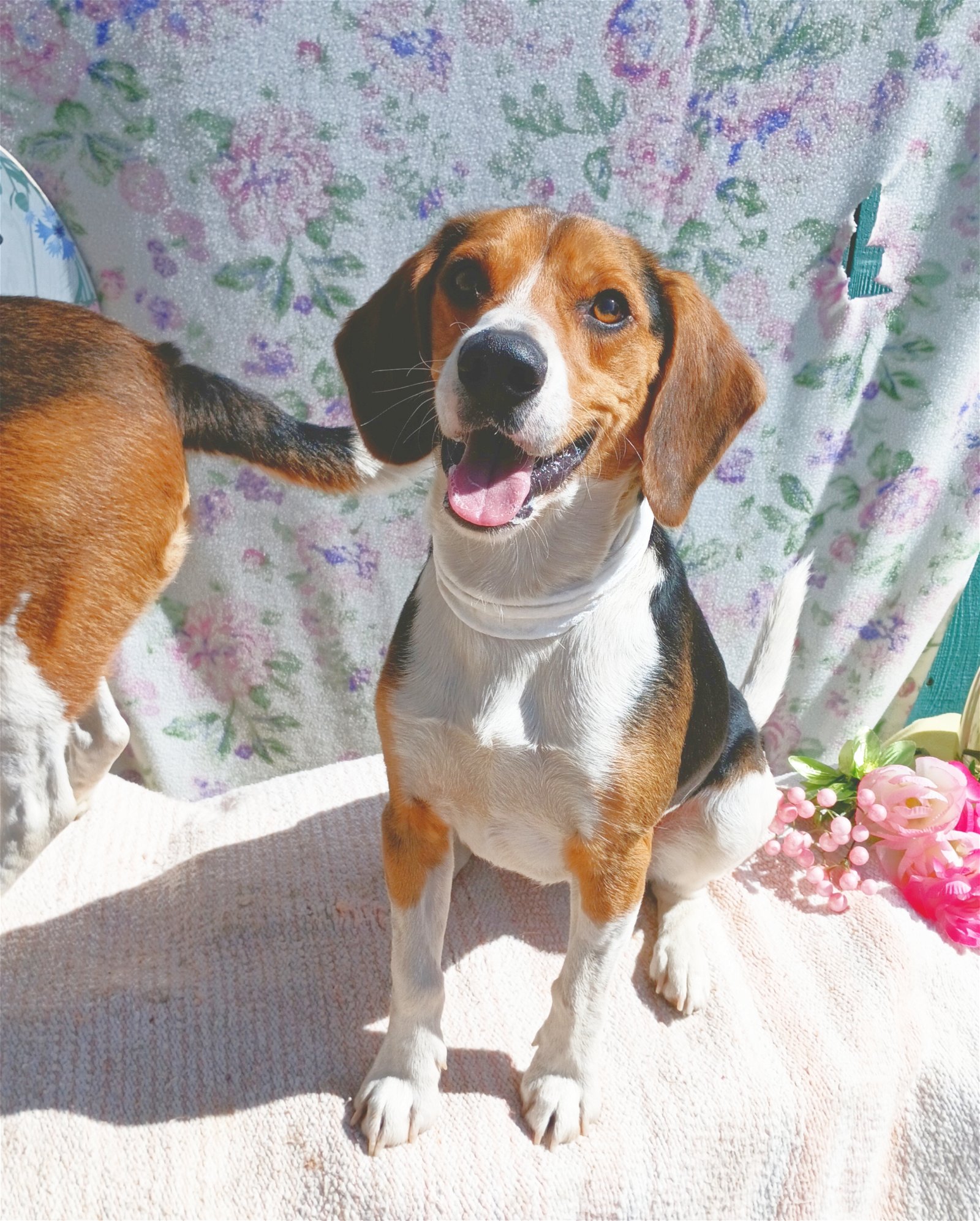 adoptable Dog in Apple Valley, CA named Brayden