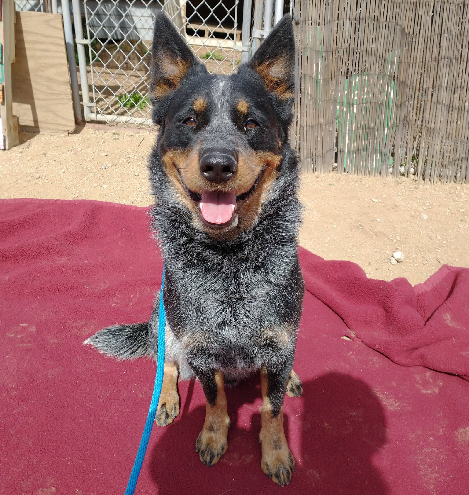 adoptable Dog in Apple Valley, CA named Ranger