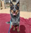 adoptable Dog in valley, AL named Ranger