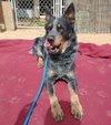 Ranger-TERRIFIC PAL - Photo 6