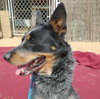 Ranger-TERRIFIC PAL - Photo 7