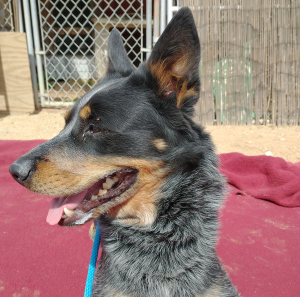 Ranger-TERRIFIC PAL