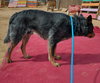 Ranger-TERRIFIC PAL - Photo 5