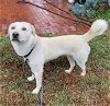 adoptable Dog in  named Oso - in a Pasadena foster home