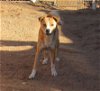 adoptable Dog in apple valley, CA named Brown Sugar/Hillary