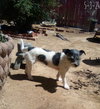 GoGo - Photo 5