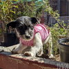 GoGo - Photo 10