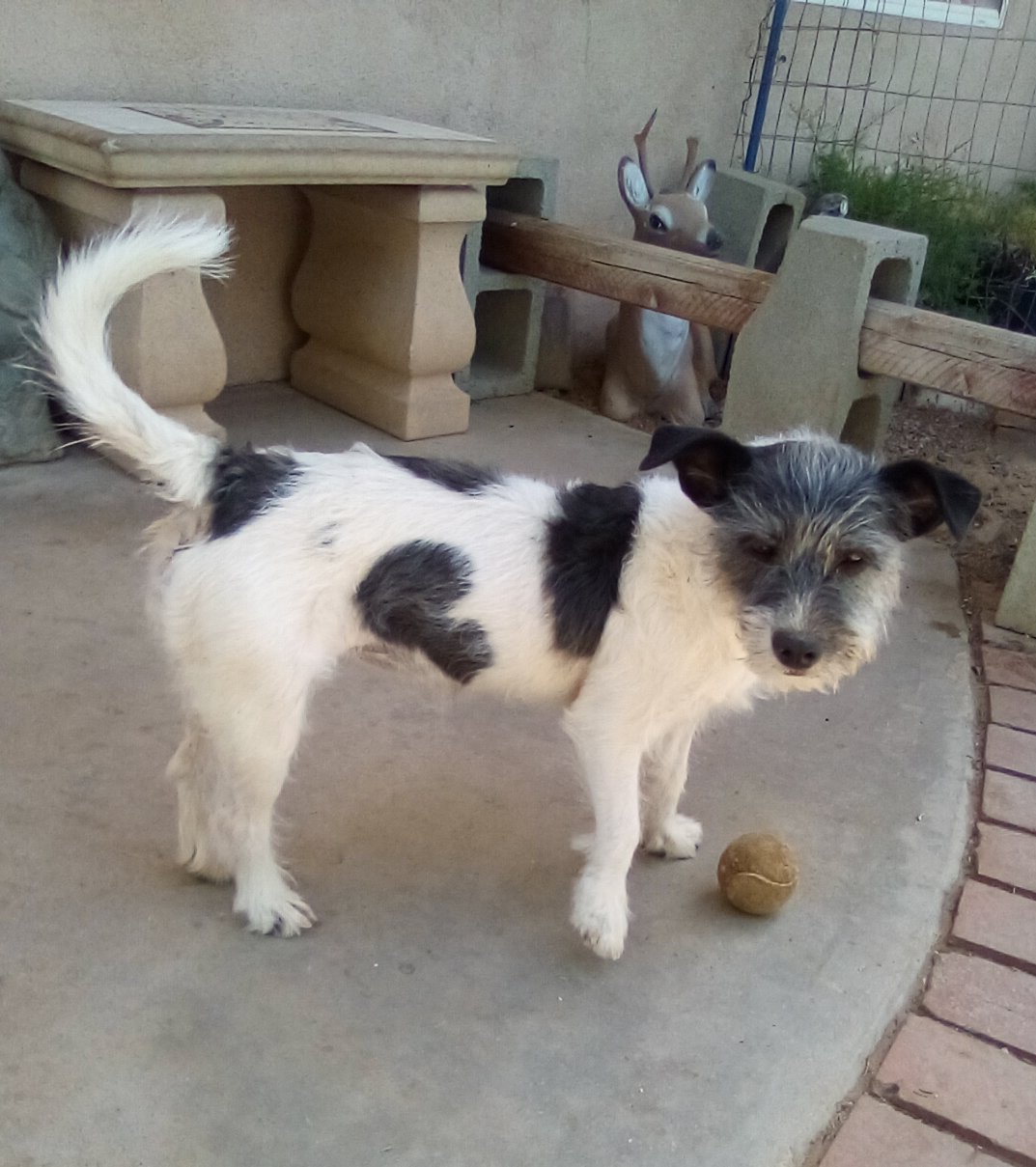 adoptable Dog in Apple Valley, CA named GoGo