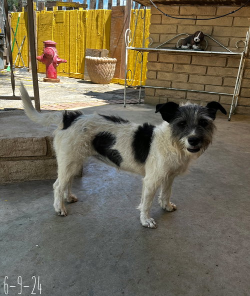 GOGO - Terrier available for adoption