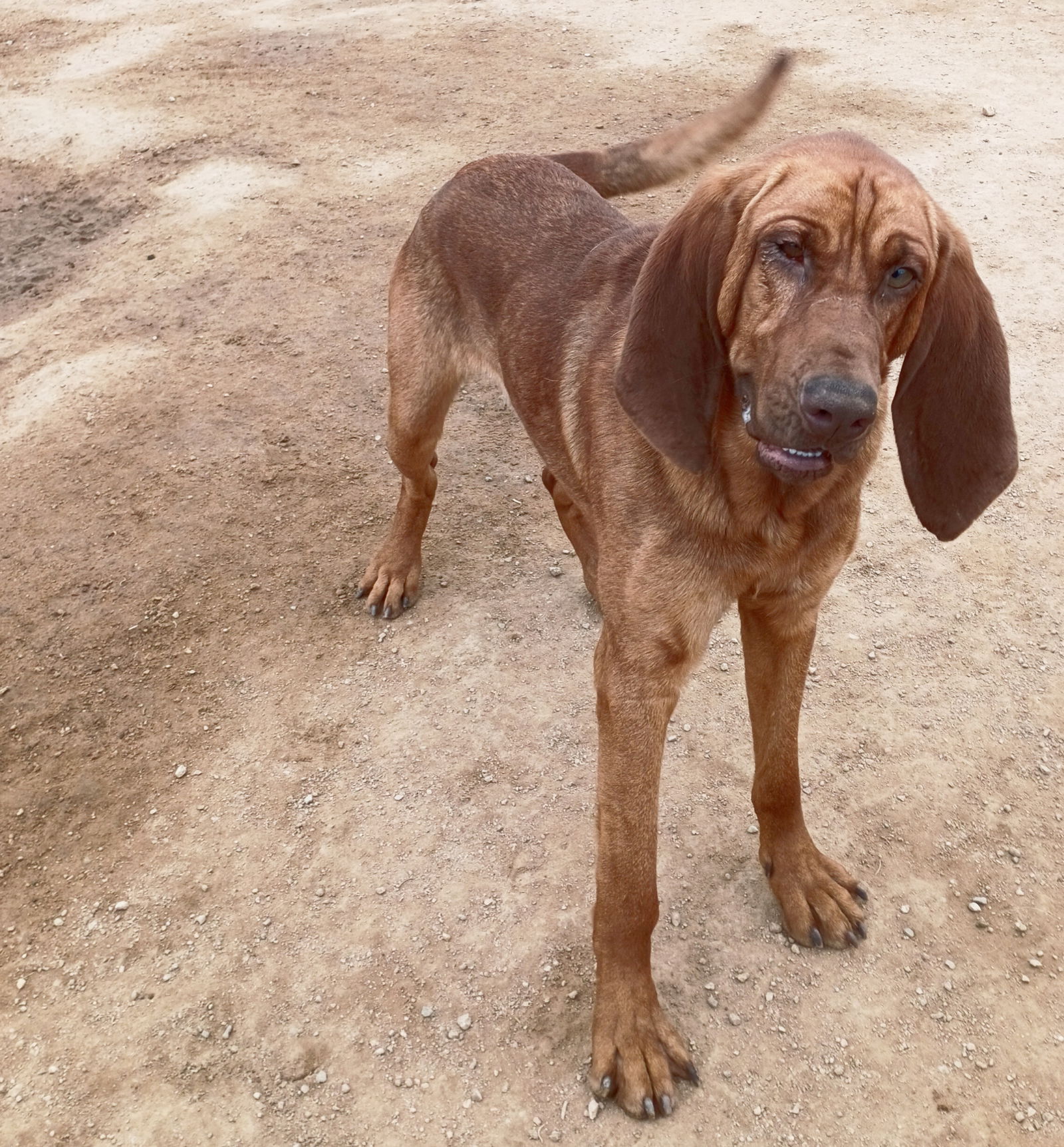 adoptable Dog in Apple Valley, CA named Red -