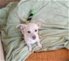 adoptable Dog in valley, AL named Roma- 1 of 4 chi x puppies